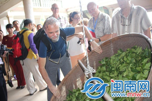 外國(guó)友人體驗(yàn)茶葉搖青